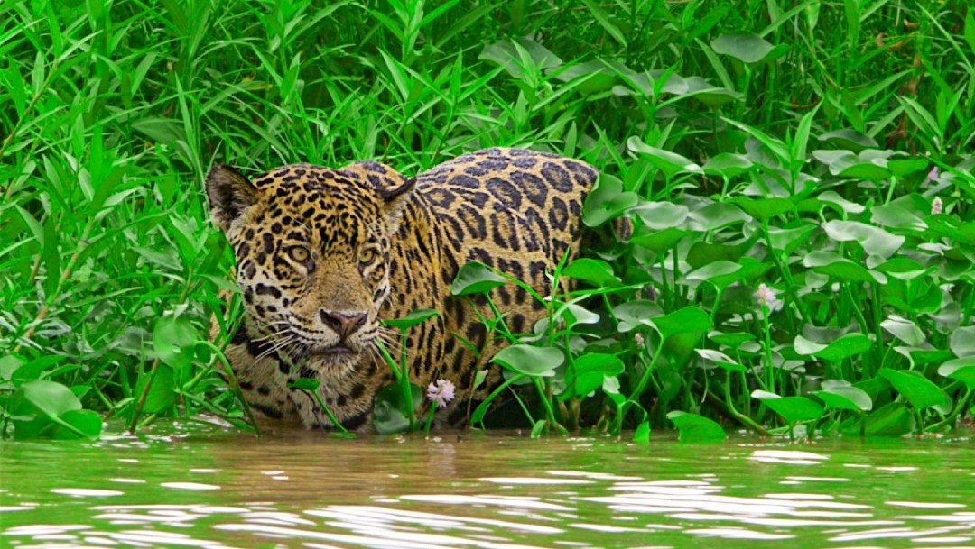 Pantanal brasileño alberga a jaguares