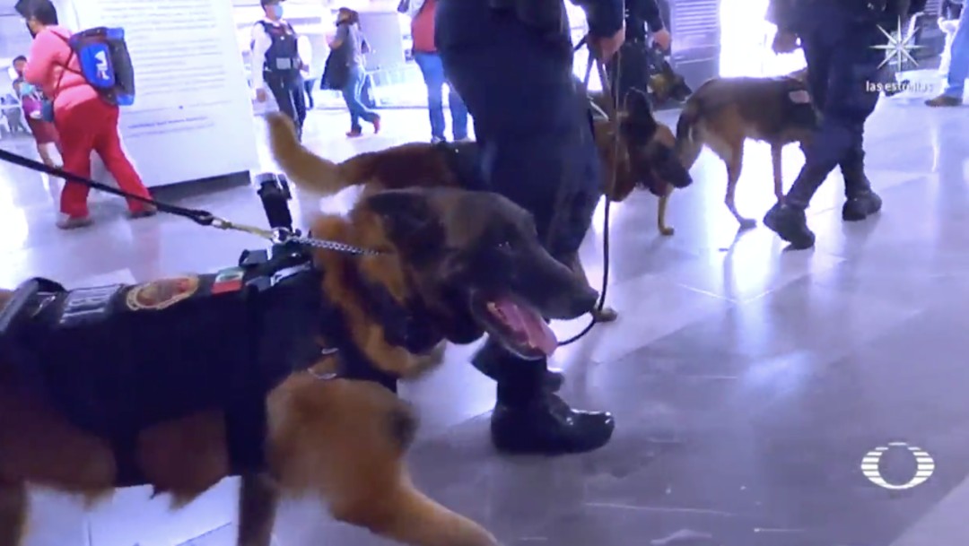 Perros adiestrados buscan en el Metro CDMX drogas, armas y hasta explosivos