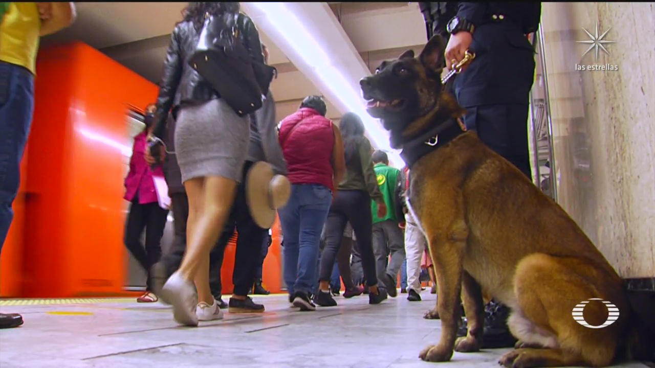perros adiestrados buscan en el metrocdmx drogas armas y hasta explosivos