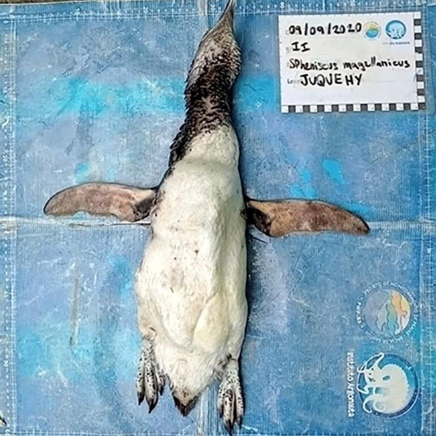 Encuentran a un pingüino muerto que se comió un cubrebocas en Brasil