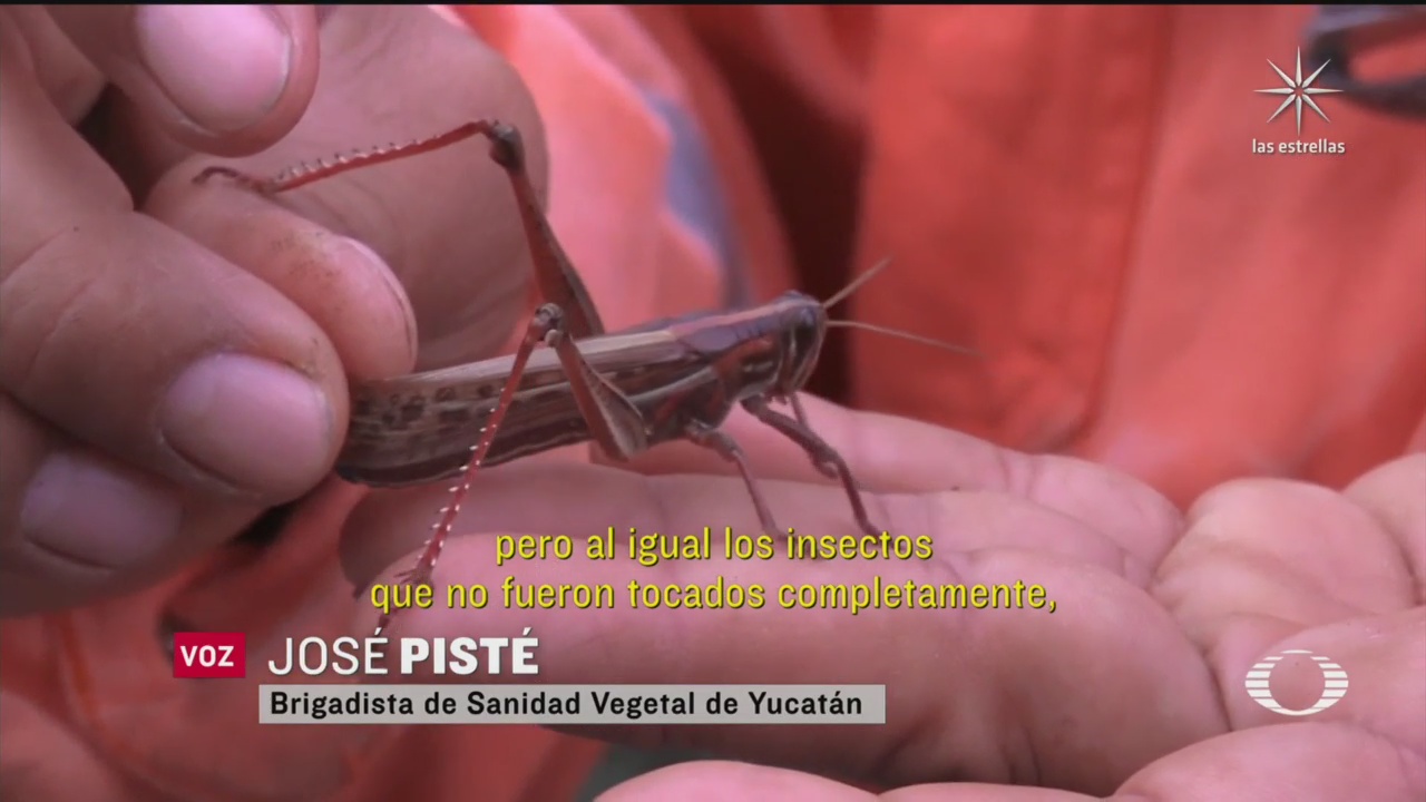 plaga de langostas afecta cientos de hectareas en yucatan