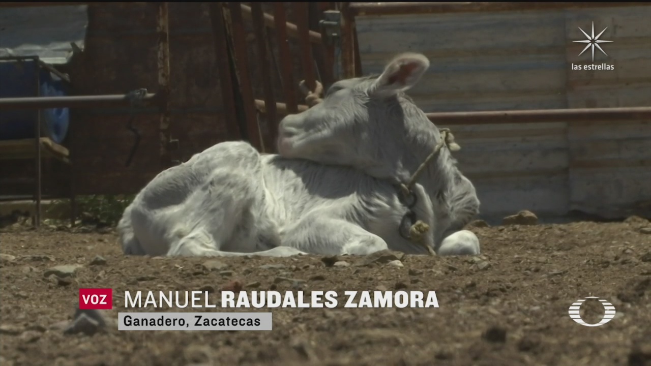 productores en zacatecas denuncian entrega de vacas con brucelosis por parte de sader
