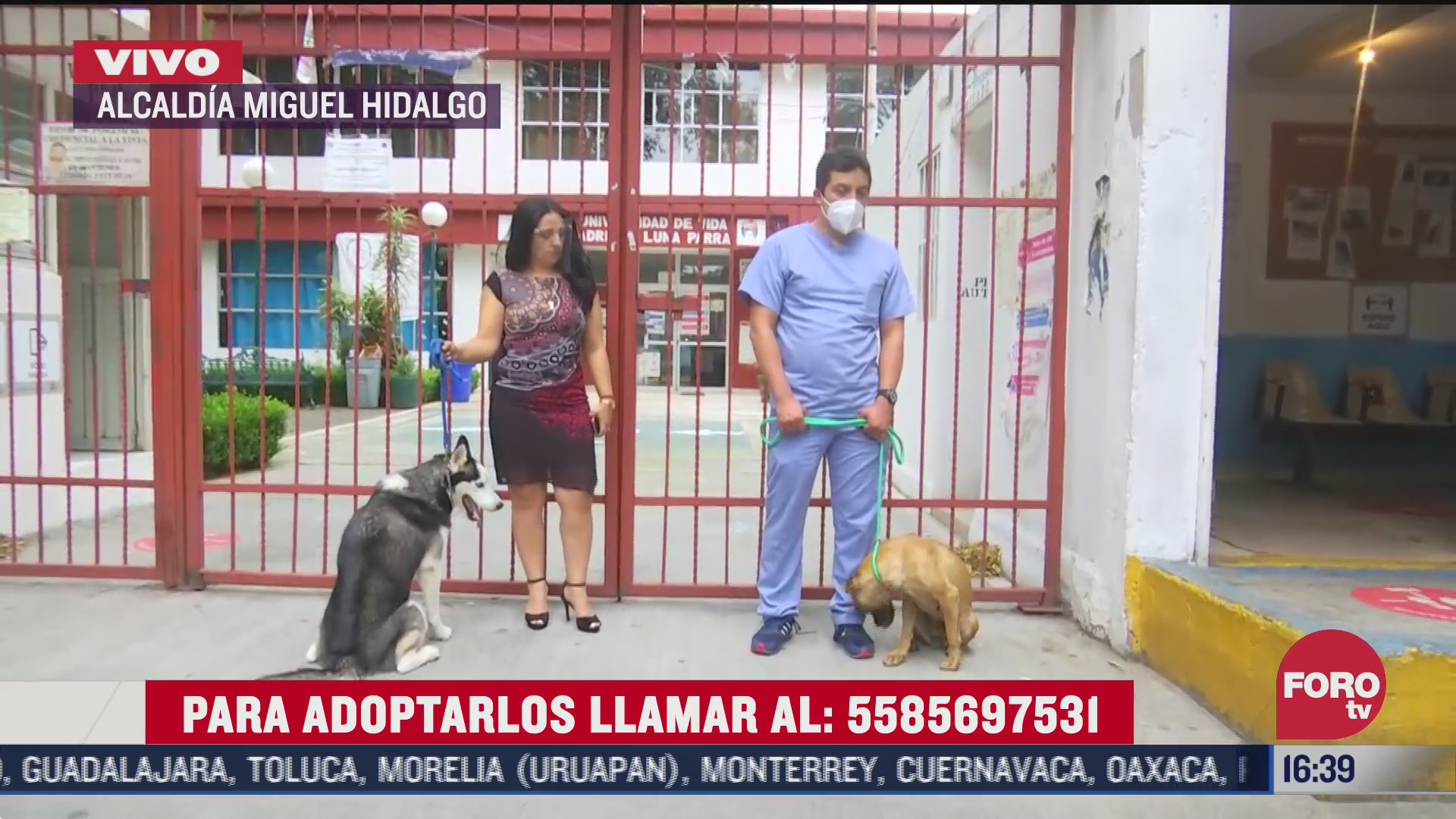 promueven adopcion de perros callejeros en miguel hidalgo
