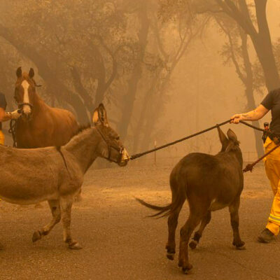 Fotos: Así rescatan animales de incendios forestales en Estados Unidos