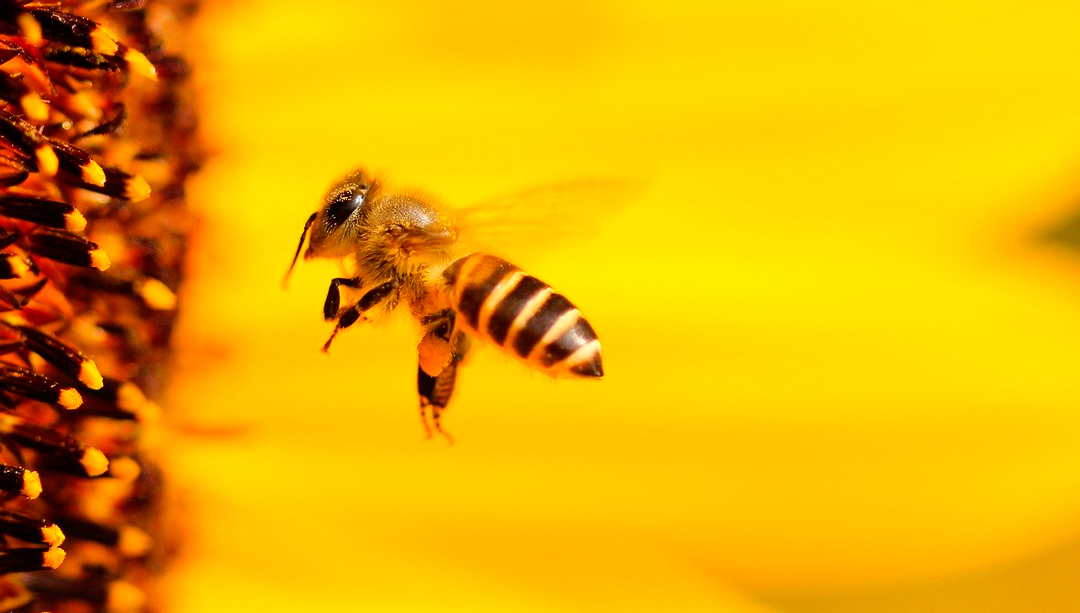 Estudio señala que el veneno de abejas ayuda a combatir el cáncer de mama