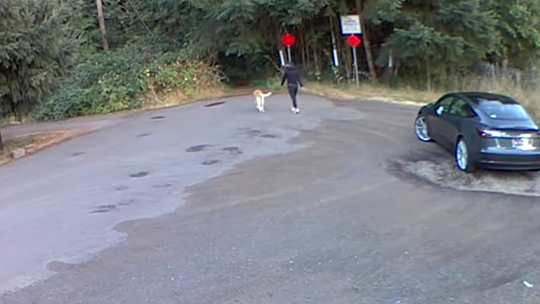 Un video viral despertó la indignación en el que muestra el momento en el que mujer abandona a un perrito, Henry, en el bosque, Captura De Pantalla