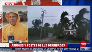 Árboles y postes caídos en Yucatán por huracán Zeta
