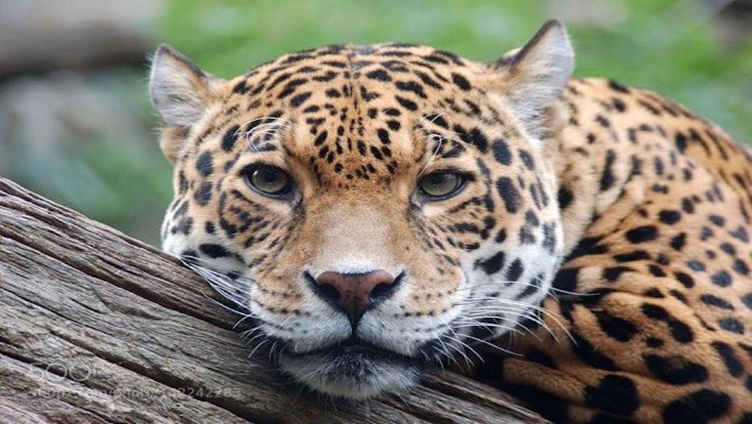 Atropellan a jaguar hembra en Campeche cuando buscaba alimento
