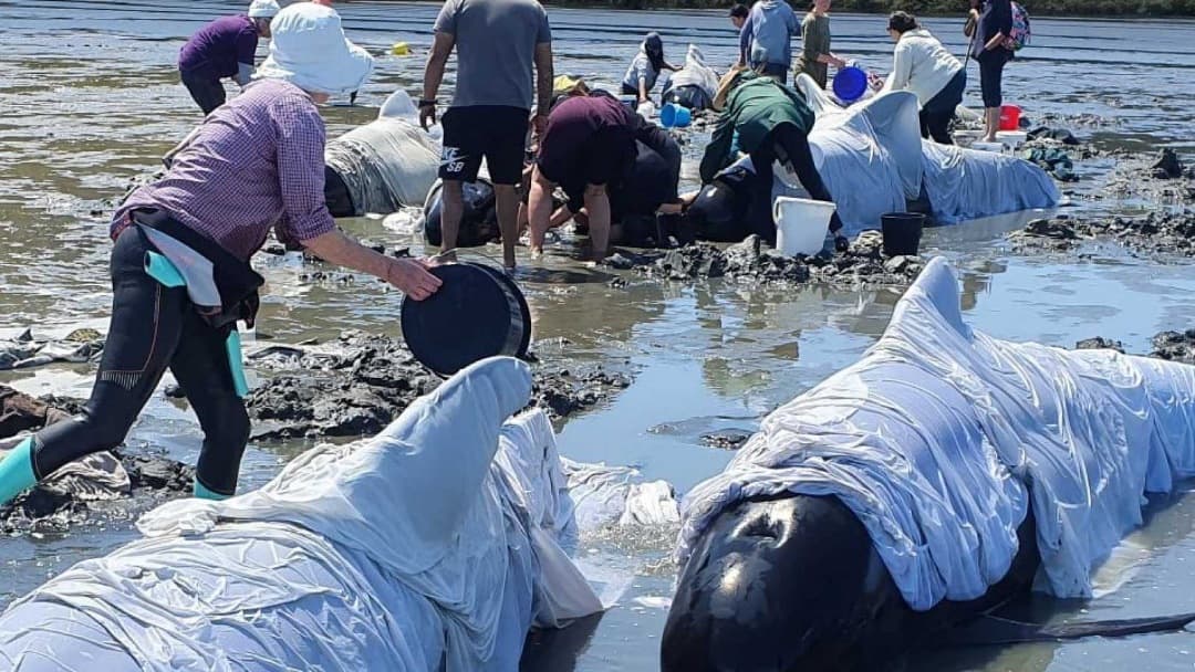 Mueren 19 de las 25 ballenas piloto varadas en Nueva Zelanda