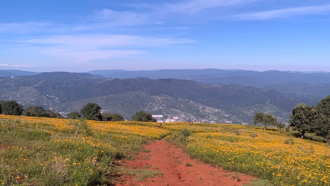Flor de pericón pinta de amarillo los campos en Guerrero