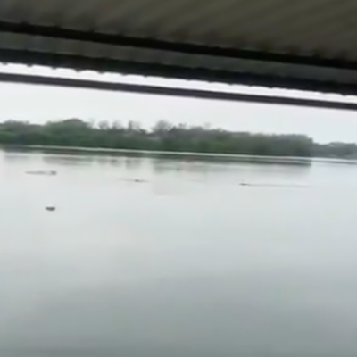 Video: Captan momento en que cocodrilo mata a nadador en Tampico