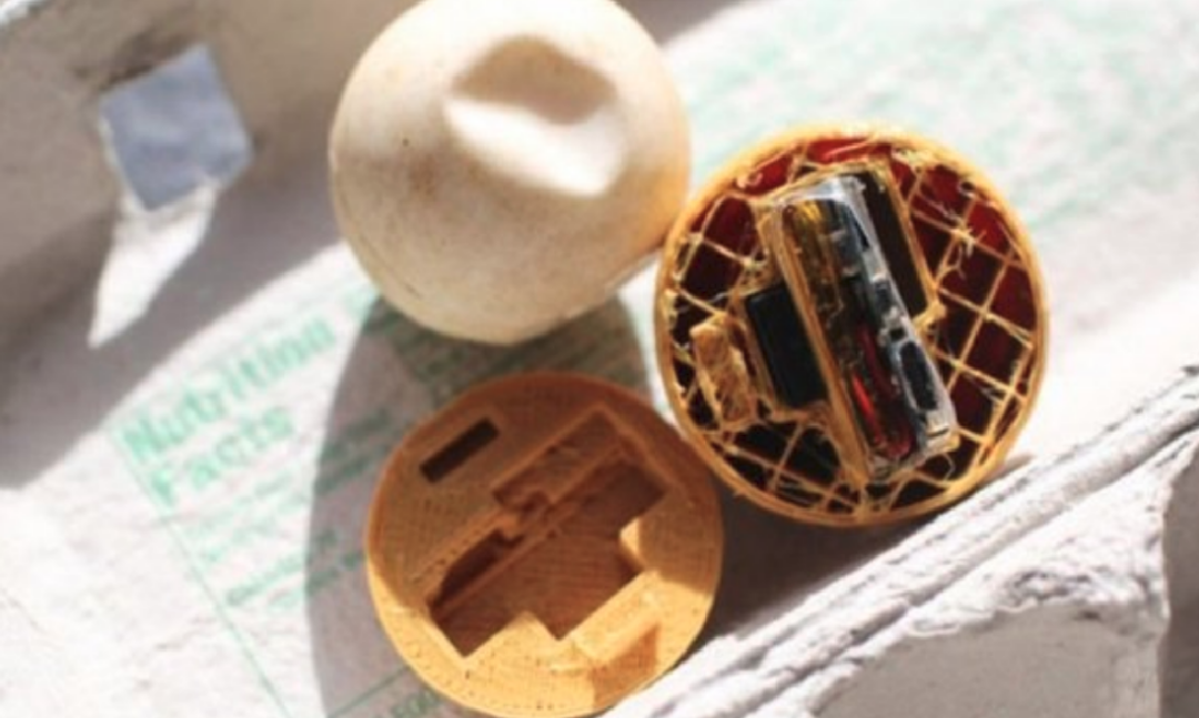 Huevos de tortuga falsos con GPS para rastrear traficantes