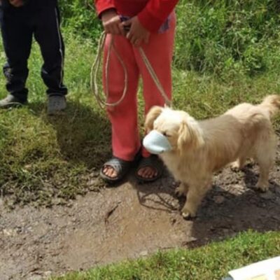Llevan a un perrito con cubrebocas a vacunarse la foto se vuelve viral