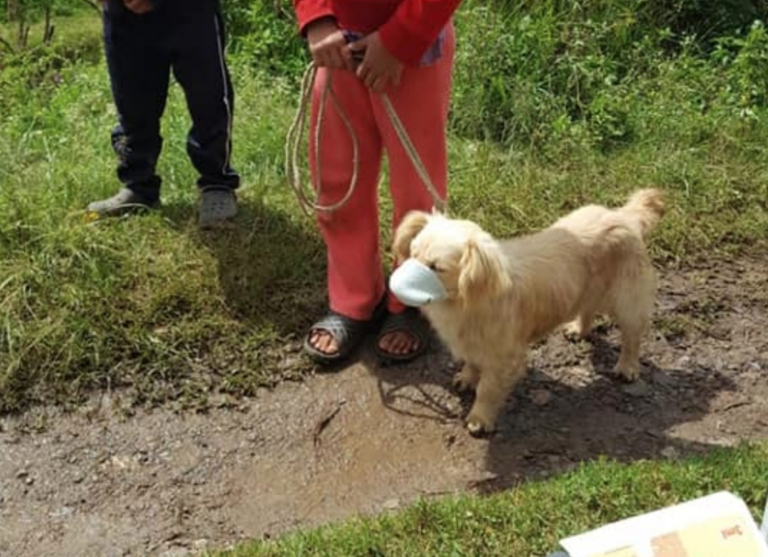 Llevan a un perrito con cubrebocas a vacunarse en Guatemala