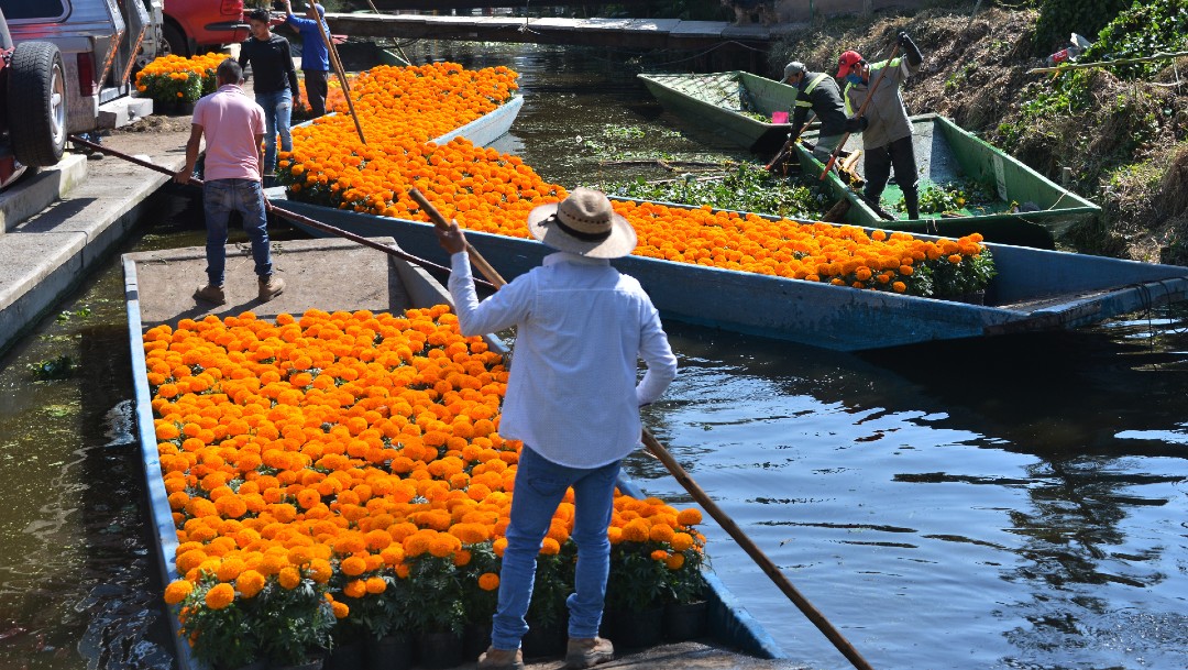 Recolección de flores de cempasúchil en Xochimilco