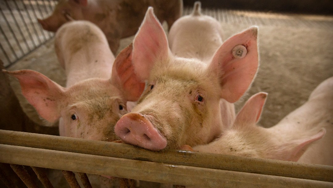 Cerdos en una granja en China