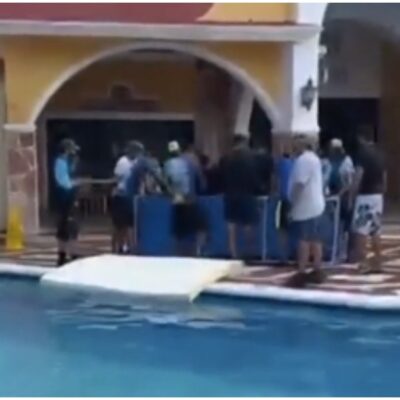 Reubican a delfines en alberca de hotel de Cozumel para protegerlos del huracán 'Delta'