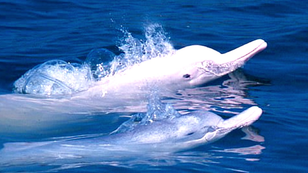 Delfines rosados vuelven a Hong Kong por las restricciones del coronavirus