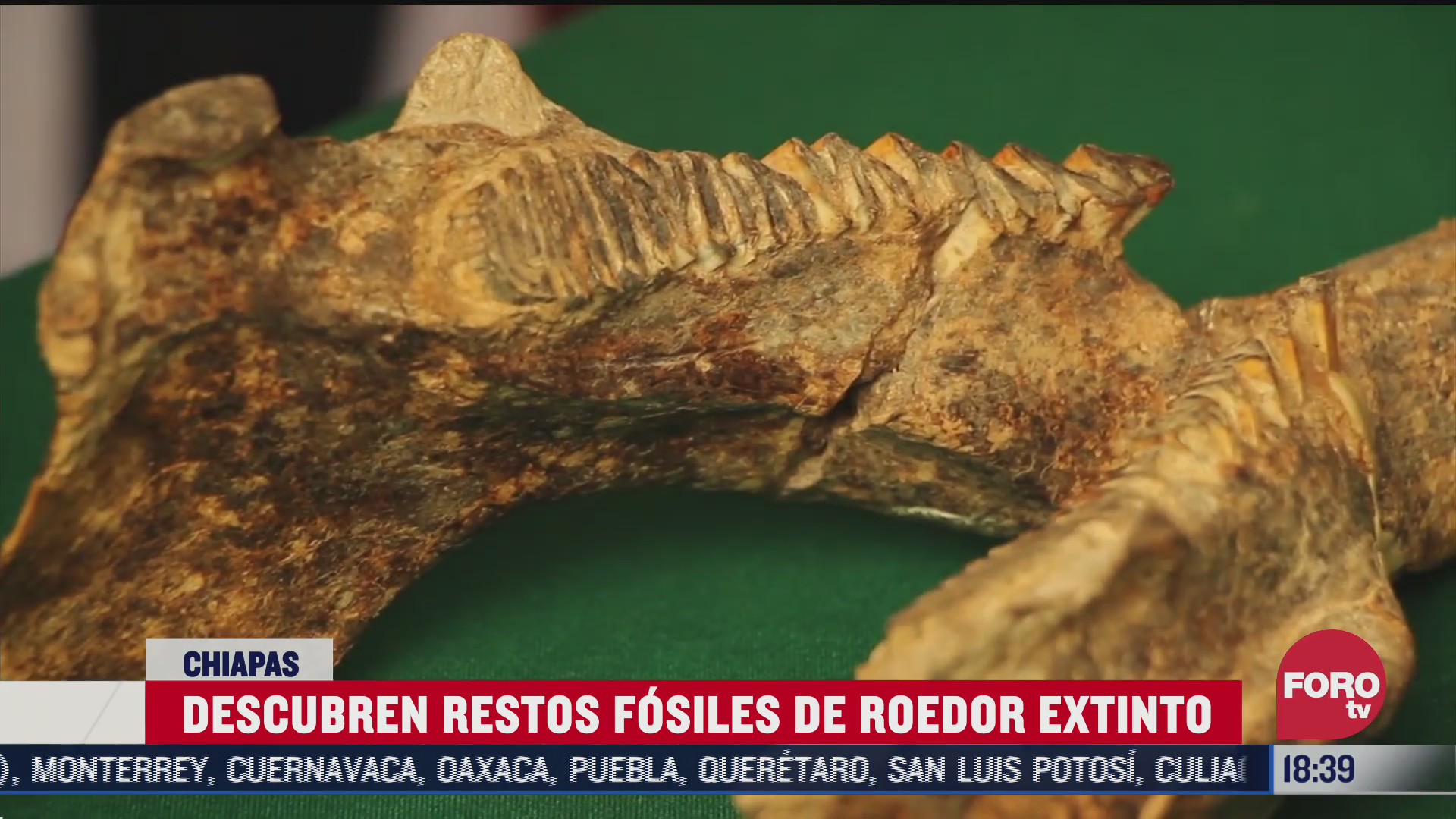 descubren restos fosiles de un capibara en chiapas