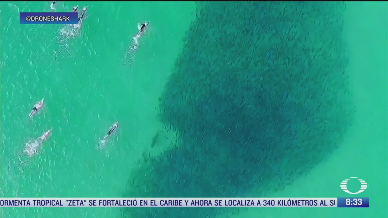 dron capta espectacular escena entre tiburones y surfistas
