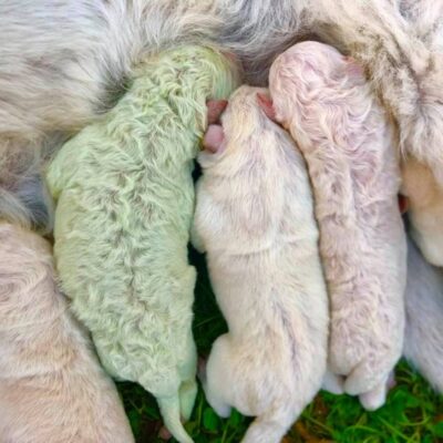 Nace en Italia un perrito de color verde; lo nombraron 'Pistacho'