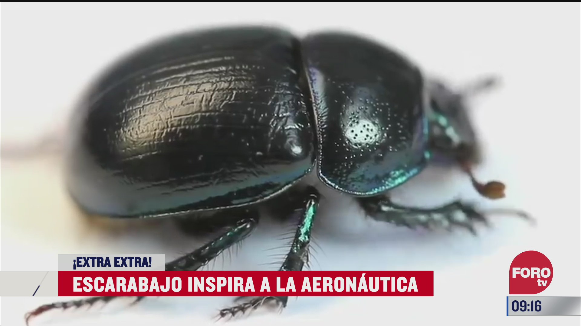 extra extra escarabajo inspira a la aeronautica