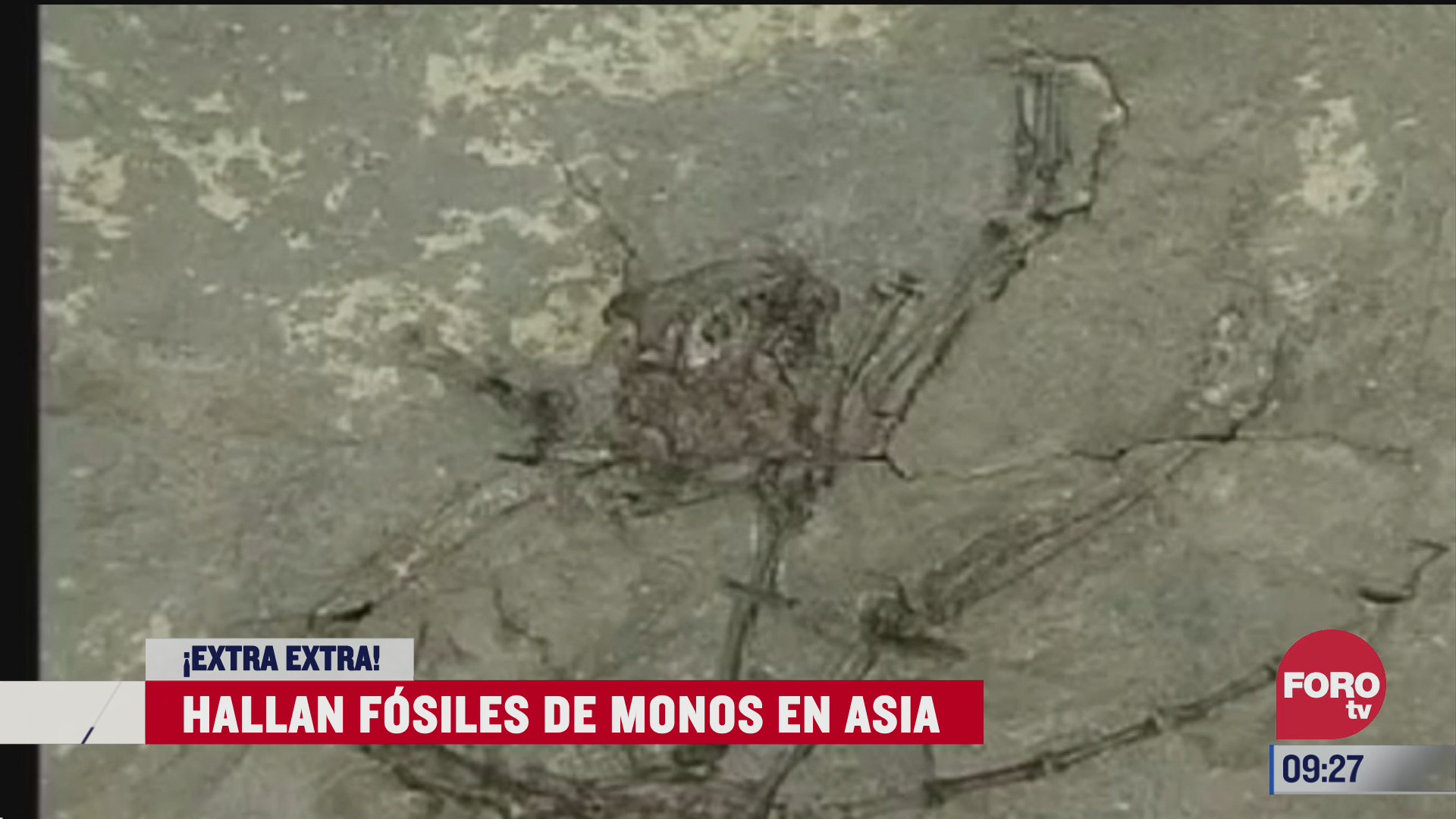 extra extra hallan fosiles de monos en asia