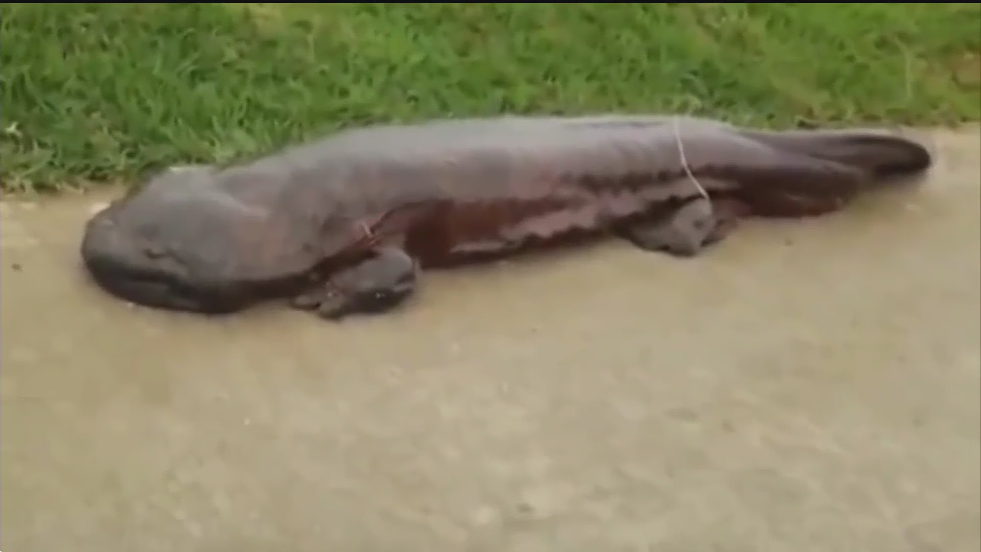 extra extra salamandra gigante en peligro de extincion