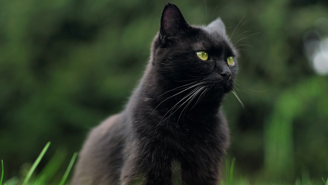 Es el segundo año consecutivo que se organiza campaña para evitar sacrificio de gatos negros en Halloween