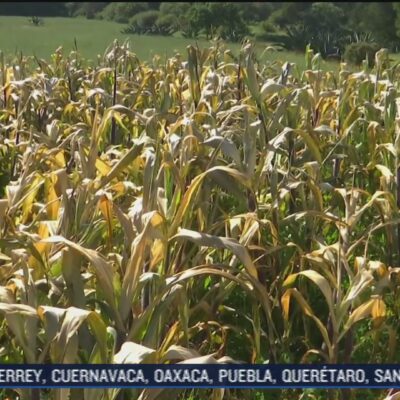 Heladas afectan cultivos de maíz en Hidalgo
