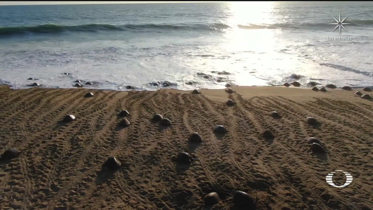miles de tortugas golfinas arriban a playa en michoacan