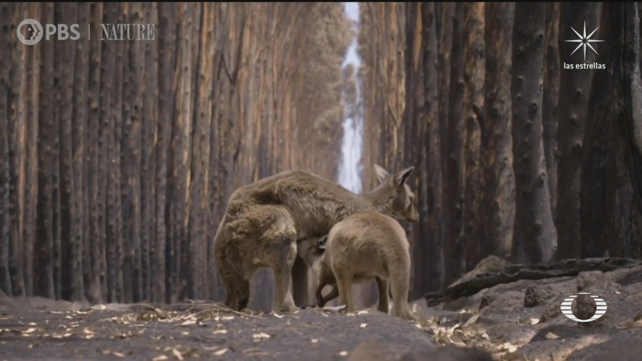 Documental de especies rescatadas de incendios en Australia