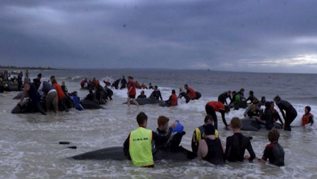 Nueva Zelanda intenta rescatar a 25 ballenas varadas en la Isla Norte