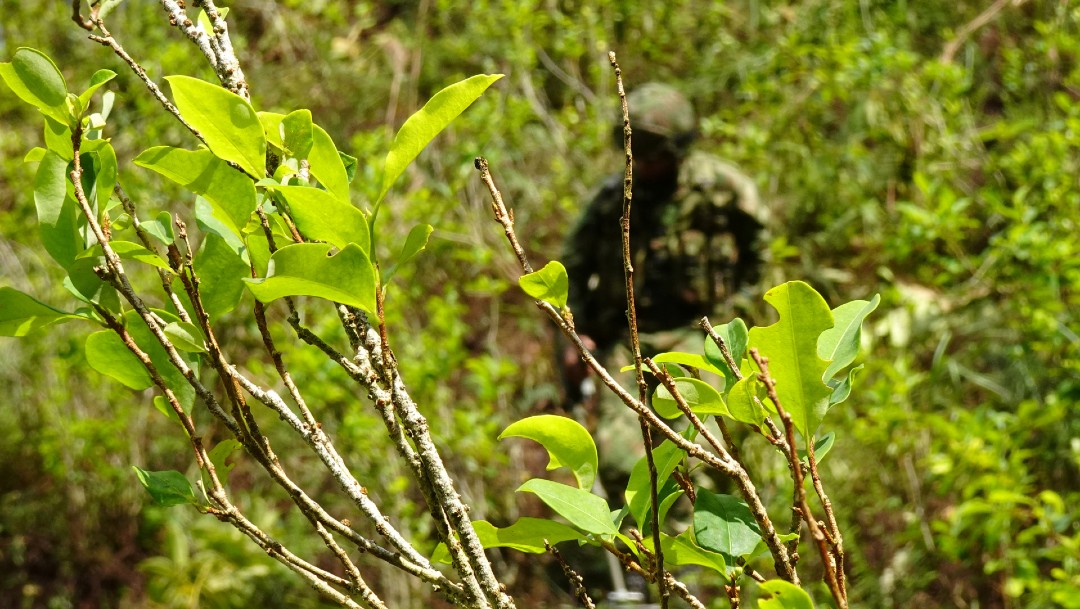 Plantío de coca en Colombia