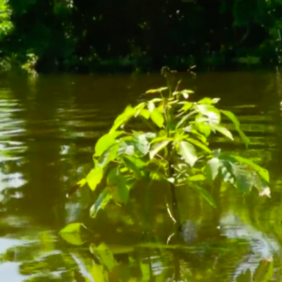 Plantíos de maderas preciosas quedan sepultadas bajo el agua en Tabasco