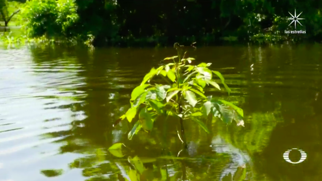Plantíos de maderas preciosas quedan sepultadas bajo el agua en Tabasco