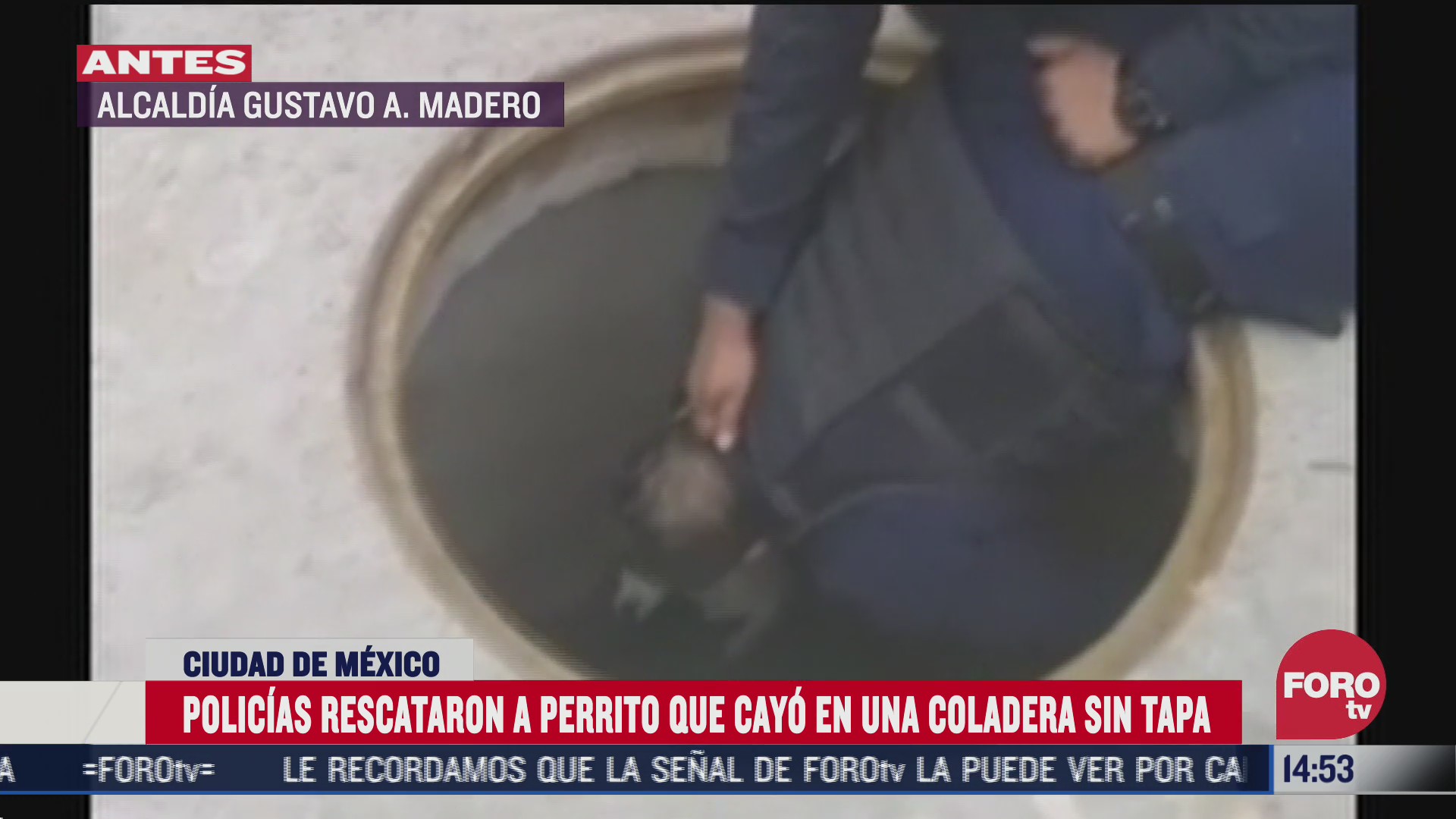 policias rescatan a perrito que cayo en coladera sin tapa en la ciudad de mexico