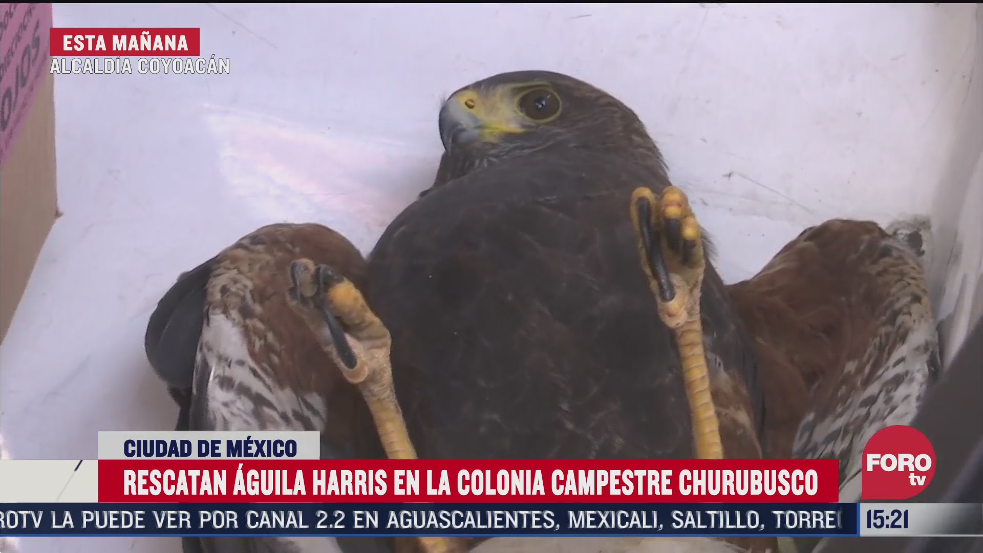 rescatan aguila harris en ciudad de mexico