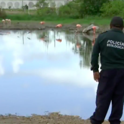 Rescatan especies desorientadas en Yucatán tras inundaciones, flamingos caminan en carreteras