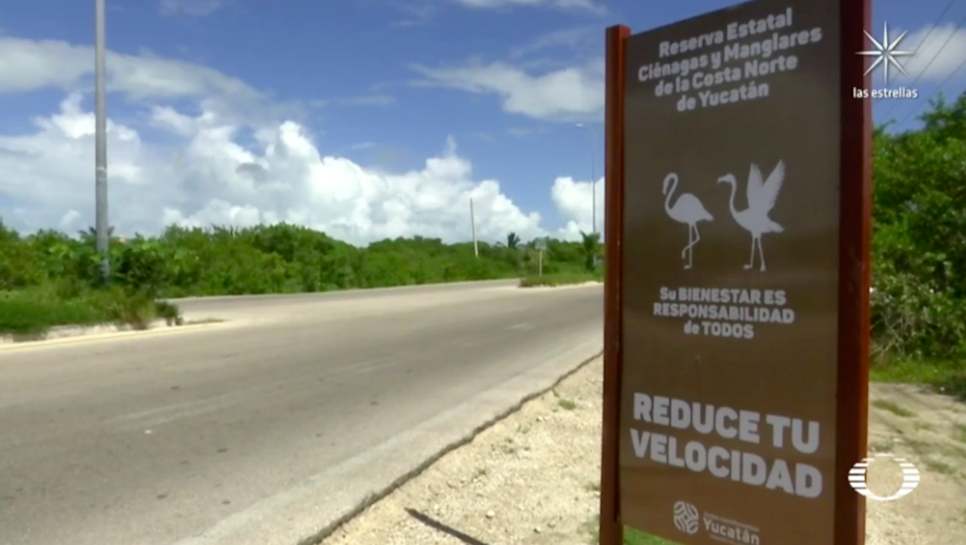 Rescatan especies desorientadas en Yucatán tras inundaciones, flamingos caminan en carreteras