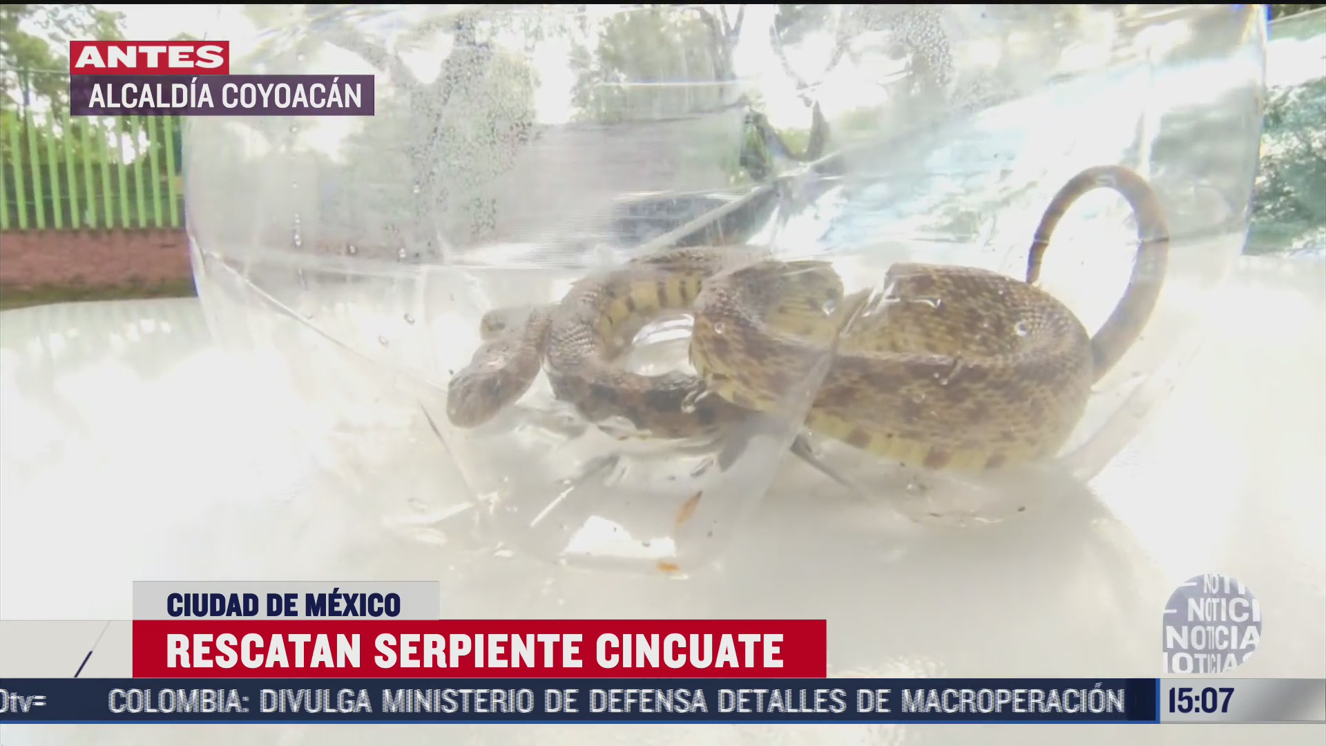 rescatan serpiente cincuate en calles de la alcaldia coyoacan