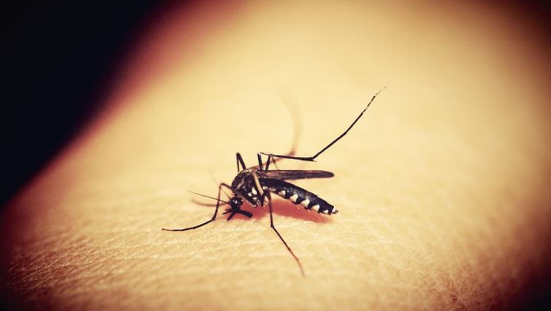 Sinaloa registra incrementos en casos de dengue