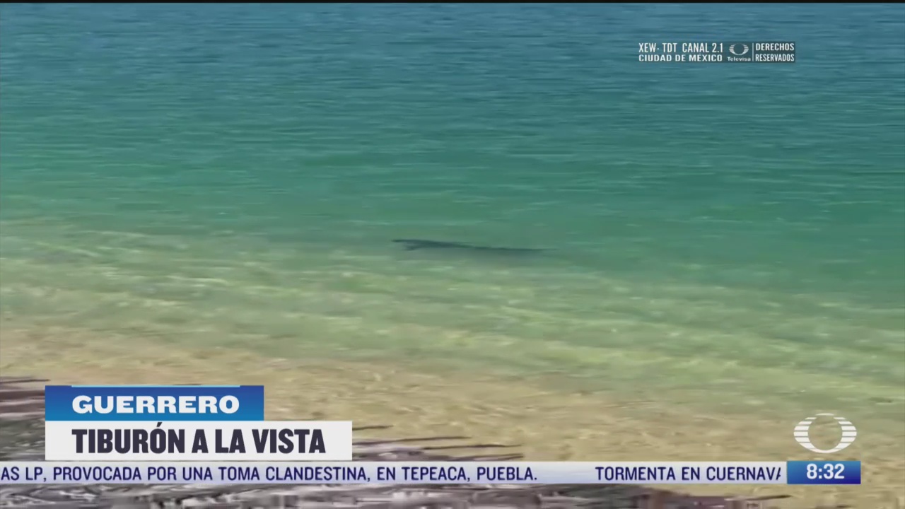 tiburon sorprende a turistas en acapulco
