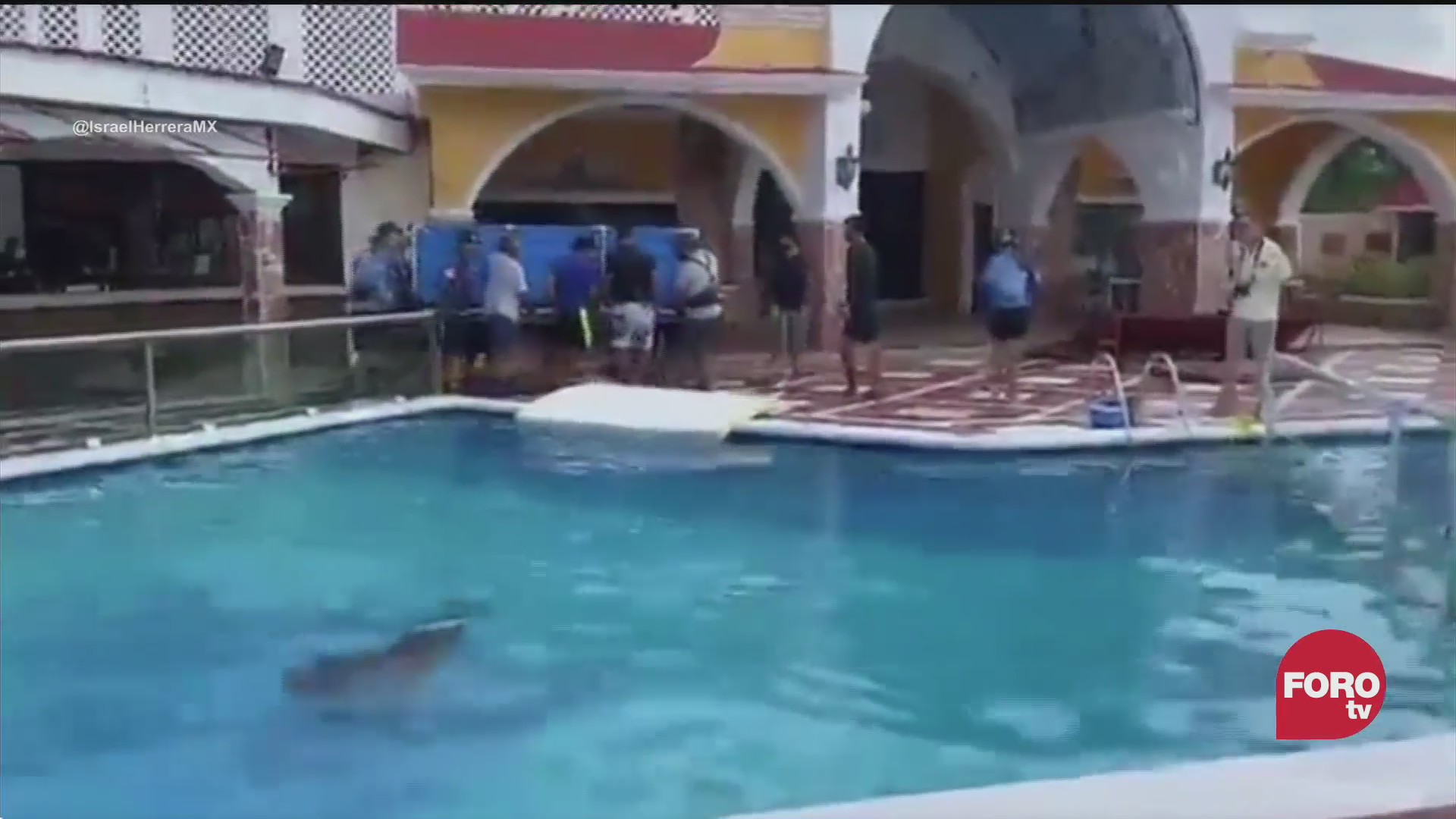 trasladan a delfines a alberca de hotel ante impacto de delta
