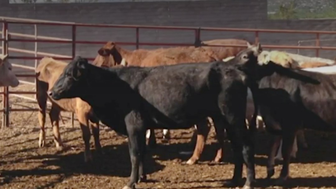 Pequeños productores de leche en Zacatecas denuncian entrega de vacas enfermas de programa de Sader