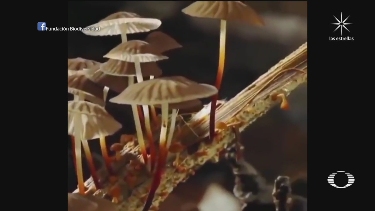 video asi crecen los hongos y setas
