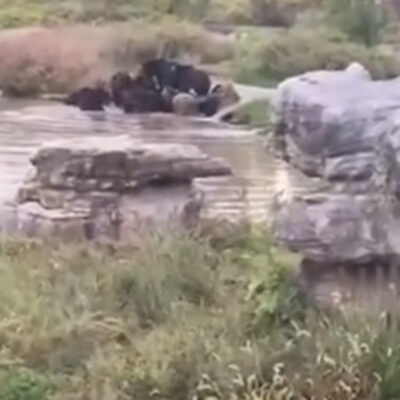 Video: Osos mataron a cuidador delante de turistas en un parque ecológico