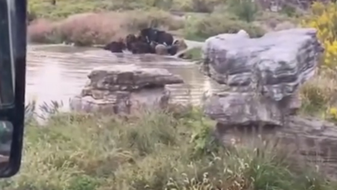 En Shanghái, China, un video muestra como visitantes en un parque vieron como osos mataron a su cuidador sin que nadie pudiera evitarlo