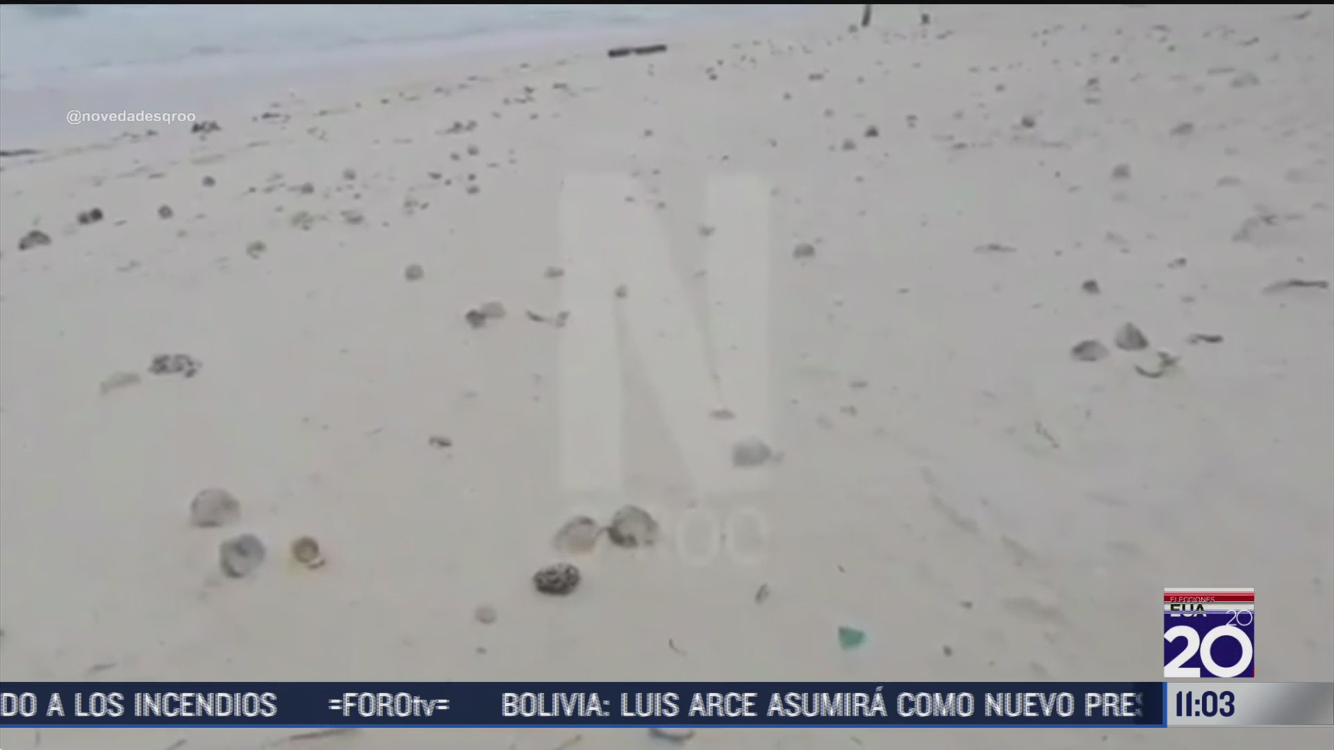zeta destruye nidos de tortuga de playa marli en cancun