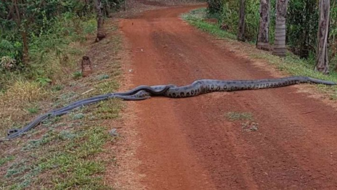 Video: Anaconda de seis metros guía a un grupo de serpientes